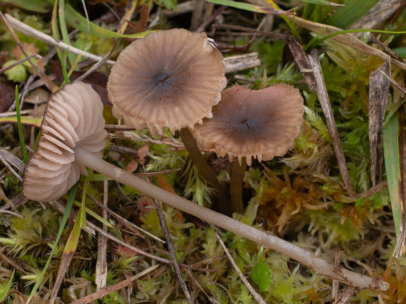 Entoloma subcuboideum